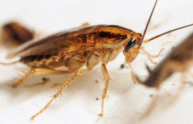 pest control company